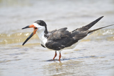 black skimmer BRD6023.JPG