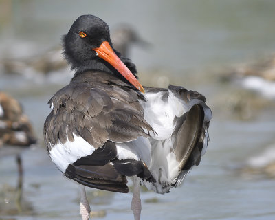 american oystercatcher BRD6403.JPG