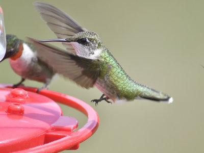 ruby-throated hummingbird BRD6986.JPG