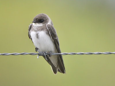 bank swallow BRD6913.JPG