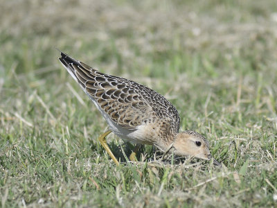 buff-breasted sandpiper BRD6615.JPG