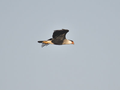 crested caracara BRD7078.JPG