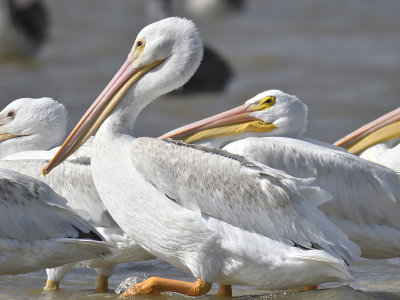 white pelican BRD7159.JPG