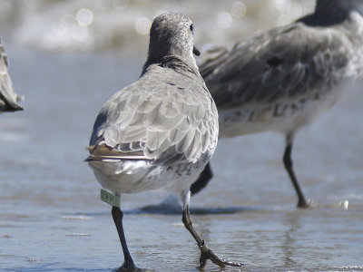 red knot band BRD7266.JPG