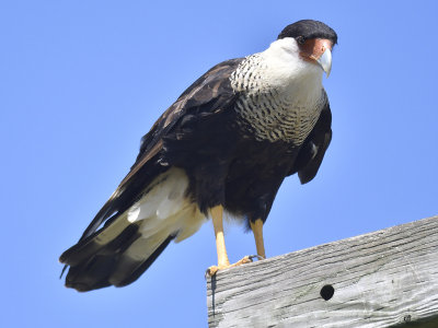 crested caracara BRD7345.JPG