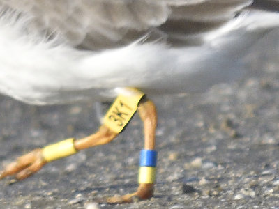 piping plover band BRD7458.JPG