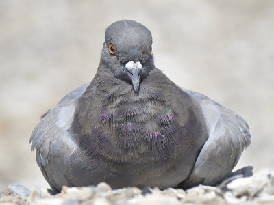 rock pigeon BRD7821.JPG