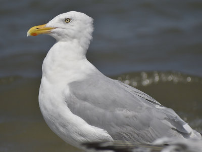 herring gull BRD7871.JPG