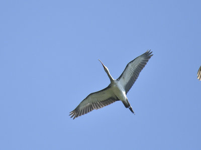 white ibis BRD8213.JPG