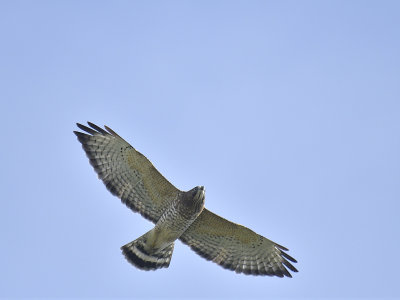 broad-winged hawk BRD8524A.JPG