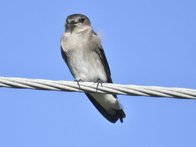 rough-winged swallow BRD9497.JPG