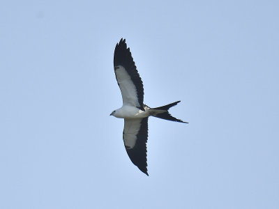 swallow-tailed kite BRD9139.JPG