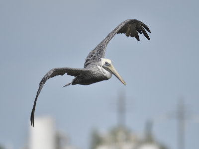 brown pelican BRD9069.JPG