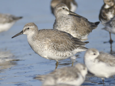 red knot BRD9577.JPG