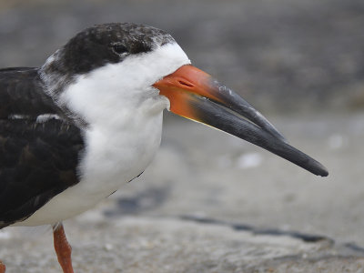 black skimmer BRD9725.JPG