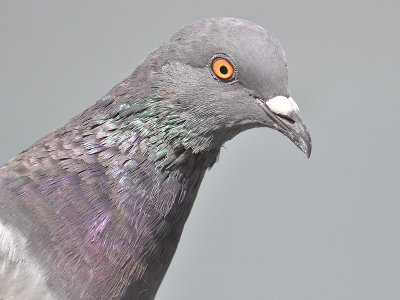 rock pigeon BRD9709.JPG