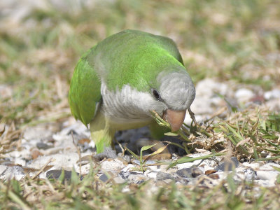 monk parakeet BRD9806.JPG