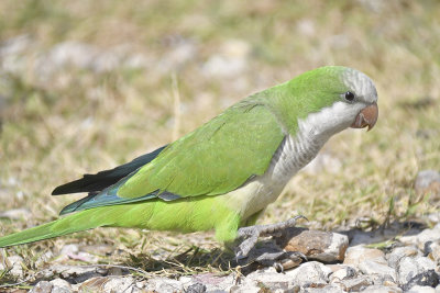 monk parakeet BRD9811.JPG