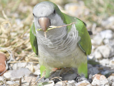 monk parakeet BRD9833.JPG