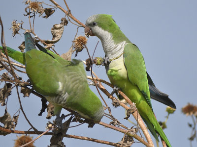 monk parakeet BRD9857.JPG