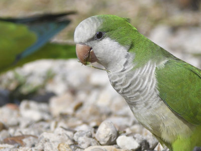 monk parakeet BRD9829.JPG