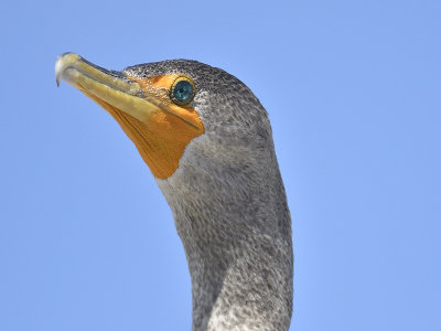 double-crested cormorant BRD0087.JPG