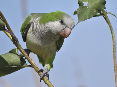 monk parakeet BRD0228.JPG