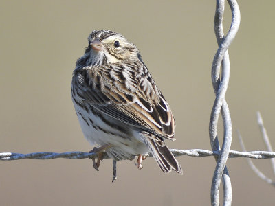 savannah sparrow BRD0375.JPG