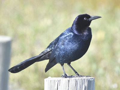 boat-tailed grackle BRD1118.JPG