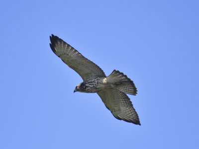 broad-winged hawk BRD1087.JPG