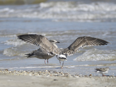 lesser black-backed gull BRD0945.JPG