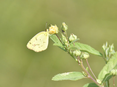 sulphur BRD1216.JPG