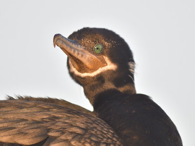 neotropic cormorant BRD1876.JPG