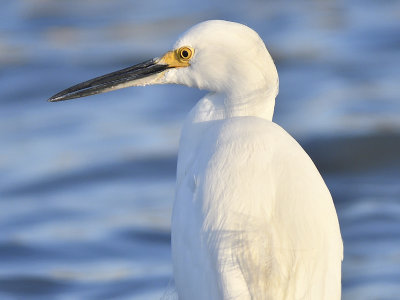 snowy egret BRD1478.JPG