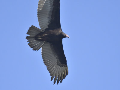 turkey vulture BRD1604.JPG
