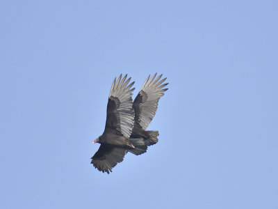 turkey vulture crash BRD1571.JPG