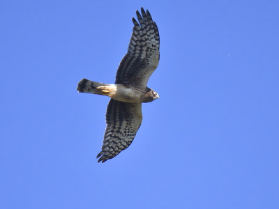 northern harrier BRD1992.JPG