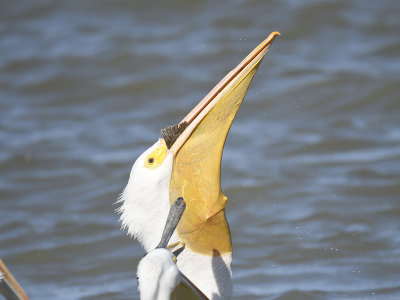 white pelican BRD2387.JPG
