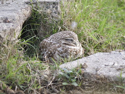 burrowing owl BRD4350.JPG