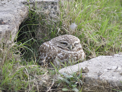 burrowing owl BRD4343.JPG