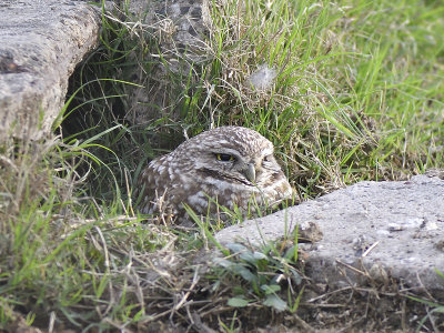 burrowing owl BRD4341.JPG