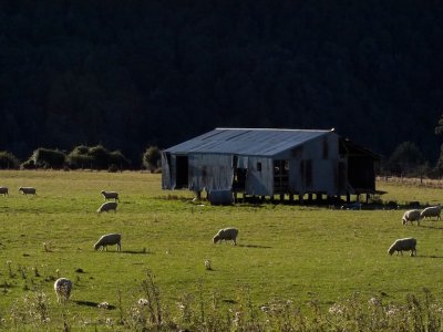 New Zealand sheep 2