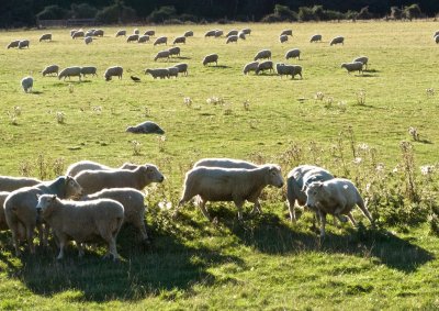 New Zealand sheep 3