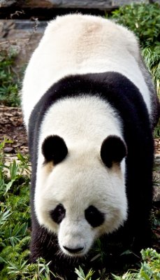 Wang Wang Male Giant Panda 1