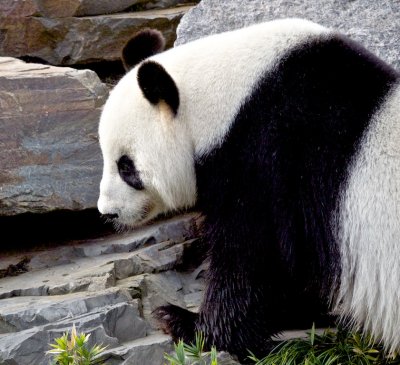 Wang Wang Male Giant Panda 2