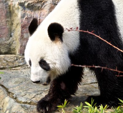 Wang Wang Male Giant Panda 3