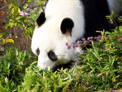 Wang Wang Male Giant Panda 4