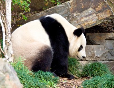 Wang Wang Male Giant Panda 6