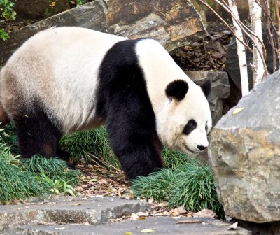 Wang Wang Male Giant Panda 7