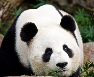 Wang Wang Male Giant Panda 8